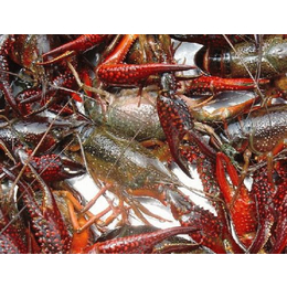 龙虾养殖|元泉湾生态龙虾生产|龙虾养殖技术指导