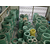 绿圈圈菲亚达环保材料202弹簧线生产厂家缩略图1