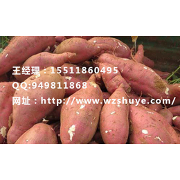 漳州北京553红薯产地 昌吉红薯合作社