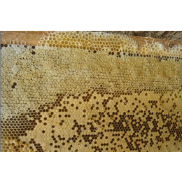 农家蜂蜜哪种好、农家蜂蜜、【宝鸭塘】