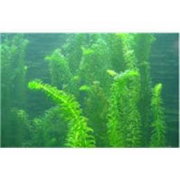 黑藻价格,黑藻,绿荷水生植物种植(查看)