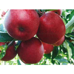 进口苹果年货礼盒批发价、进口苹果年货礼盒、康霖现代农业