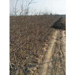 石榴树苗基地_富农石榴_石榴树苗