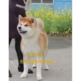 日系秋田犬_吴中区巨洲犬舍_秋田犬