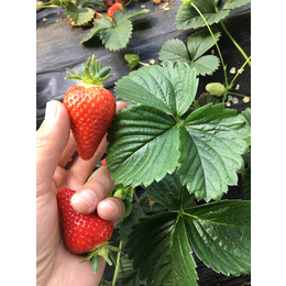 法兰地草莓苗_乾纳瑞(在线咨询)_包头草莓苗
