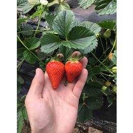 红颜草莓苗批发、洛阳草莓苗、乾纳瑞农业科技优惠价