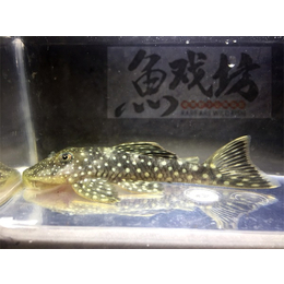 庆祥伟业(图)、观赏鱼养殖基地、安徽观赏鱼