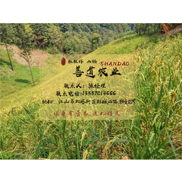 山稻米、粒粒仔山稻米绿色健康、山稻米礼盒