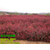 红叶石楠,大地苗圃种植基地,红叶石楠小苗报价缩略图1