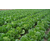 蔬菜配送方案|武汉蔬菜配送|宏鸿农产品集团(在线咨询)缩略图1