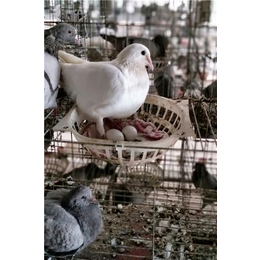 山东中鹏农牧(图)|种鸽养殖场|桂林种鸽