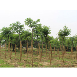 合欢树多少钱|绿都园林(在线咨询)|北京合欢树