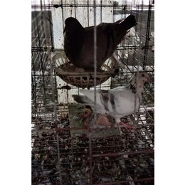 人工孵化鸽蛋,山东中鹏农牧(在线咨询),鸽蛋