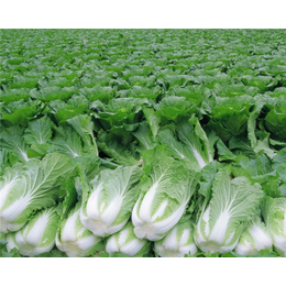 宏鸿农产品集团|深圳农产品|深圳农产品市场