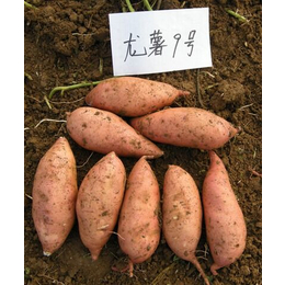 莱芜地瓜供应商  山东红薯品种龙薯九号大量批发