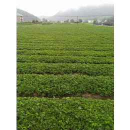 草莓苗批发,佳木斯草莓苗,乾纳瑞农业科技优惠价