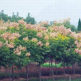 阳光银杏苗圃场(图)、樱花图片、樱花