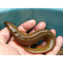 泥鳅鱼|有良泥鳅养殖基地|晋城泥鳅