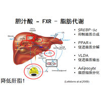 养蛋鸡，请爱护它的肝脏健康