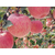 洛川苹果公司|洛川苹果|景盛果业(查看)缩略图1