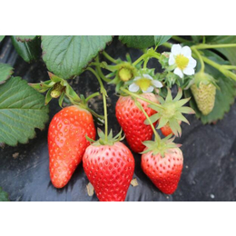 童子一号草莓苗价格_草莓苗_乾纳瑞农业科技优惠价