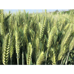 小麦高产关键技术-地福来生物肥