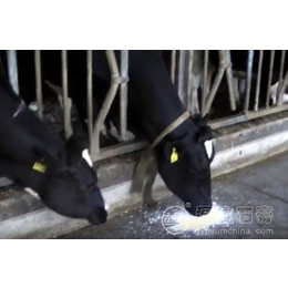 供应奶牛饲料养殖*添加剂*钙 石膏粉 