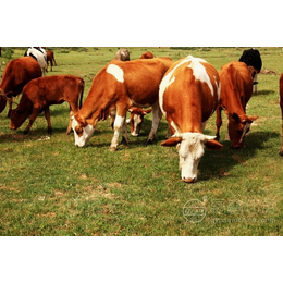 供应肉牛饲料预混料成分养殖*添加剂*钙 石膏粉 
