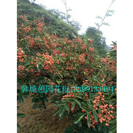 狮子头花椒苗_花椒树_花椒苗批发基地