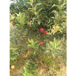 苹果苗种植技术、润丰苗木(在线咨询)、苹果苗