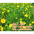宿根花卉厂家,宿根花卉,青州市君诚花卉苗木缩略图1
