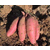 安徽池州红薯品种 石家庄武庄高淀粉红薯供应缩略图1