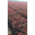高杆红叶石楠小苗、高杆红叶石楠、金华好彩苗木品种齐全缩略图1
