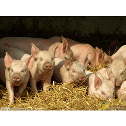猪采食量低怎么办用舜和猪发酵饲料