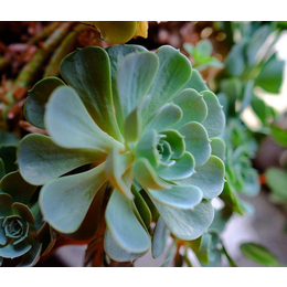 濮阳世锦花卉基地种植(图)|花卉市场|安阳花卉