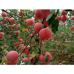 洛川苹果团购|景盛果业|洛川苹果