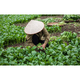 宏鸿农产品集团_上海农产品配送_农产品配送企业