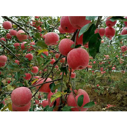 洛川苹果、景盛果业、洛川苹果多钱一斤