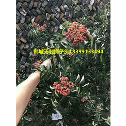 花椒苗批发_花椒树_无刺花椒批发-南强一号花椒苗