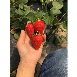 奶油草莓苗价格_双鸭山草莓苗_乾纳瑞农业科技欢迎您