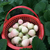 京郊小白草莓苗|乾纳瑞(在线咨询)|草莓苗缩略图1