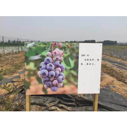 莆田蓝莓苗、信诺为民苗木品质优(图)、蓝莓苗多少钱一株