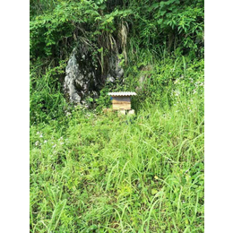知硒堂/恩施特色食品(图)|农家自产土蜂蜜|汕头土蜂蜜