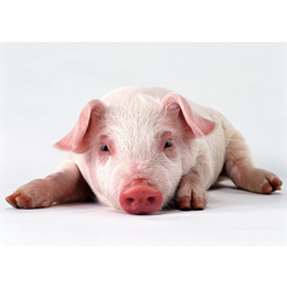 猪生长的慢就用舜和发酵饲料缩略图