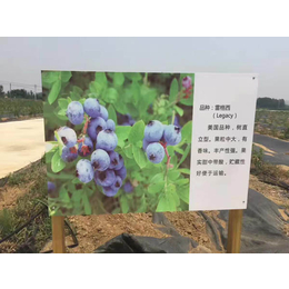 蓝莓苗基地_信诺为民(在线咨询)_朔州蓝莓苗