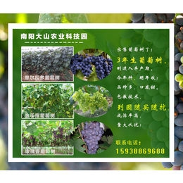 大山生态园三年葡萄树(图)|淅川葡萄树苗|葡萄树苗