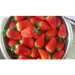 咖啡草莓苗、乾纳瑞农业科技优惠价、辽阳草莓苗