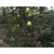 洛川苹果团购划算吗|康霖现代农业(在线咨询)|洛川苹果缩略图1