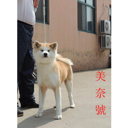 日系秋田犬代理_巨洲犬舍(在线咨询)_泰州秋田犬