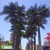 重庆室外大王椰子树 江南园艺大型假树批发价格缩略图2